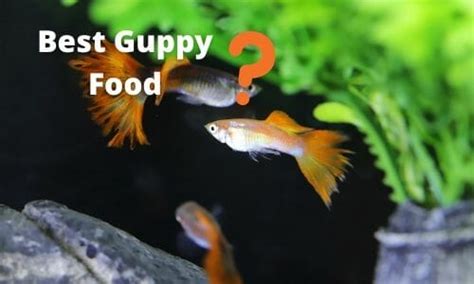 18 Best Guppy Food 2022 (Flake and Pellet for Growth and Color).